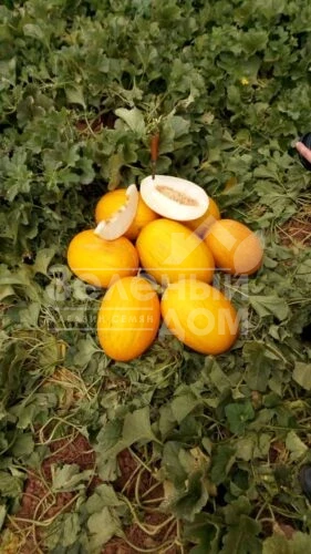 Каррера F1 / Karrera F1, 80-85 дней фото 1