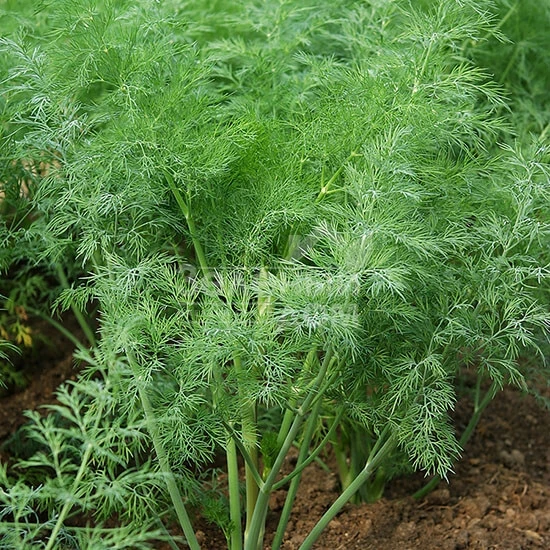 Дилл Компакт / Dill Compact, 50-55 дней фото 1