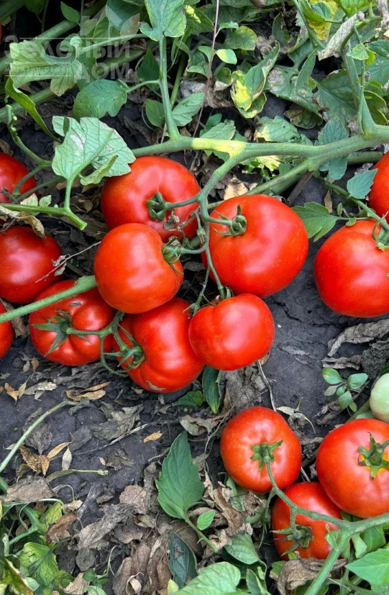 Климон F1 / Klimon F1, 67-72 дней фото 1