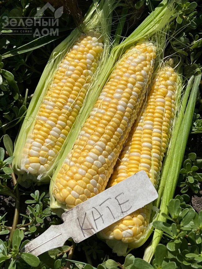 Кейт F1 / Kate F1, 76-77 дней фото 6