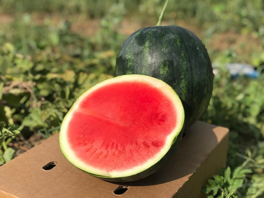 Екстазі F1 / Extazy F1,80-85 днів фото 2