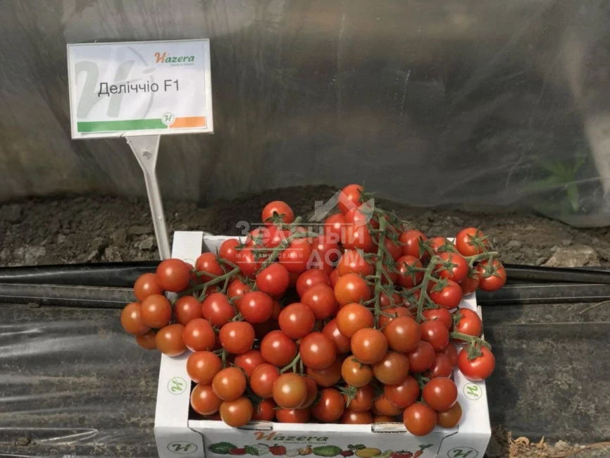 Деличчио F1 / Deliccio F1 фото 5