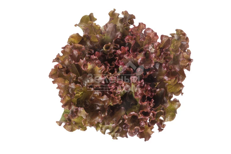 Орбитал / Orbital фото 3