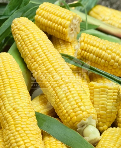 Лонга F1 / Longa F1,70-75 дней фото 1