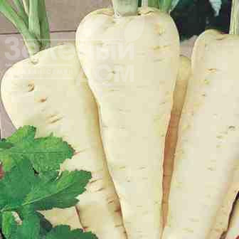 Камо / Kamo,160-180 днів фото 1