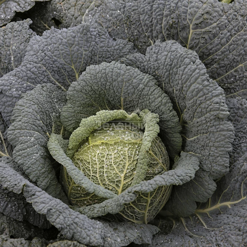 Виратоба F1 / Viratoba F1,135-140 дней фото 1