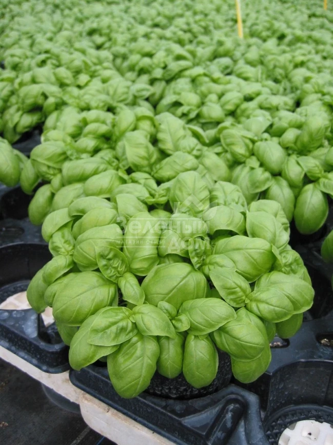 Эмили / Emili фото 1