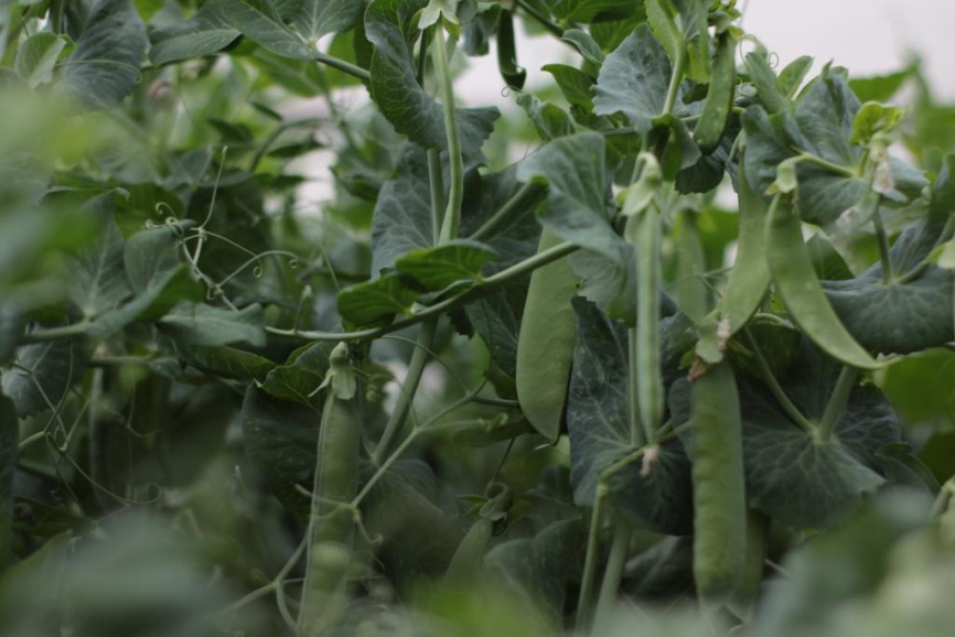 Роялсайз / Royalsayz фото 7