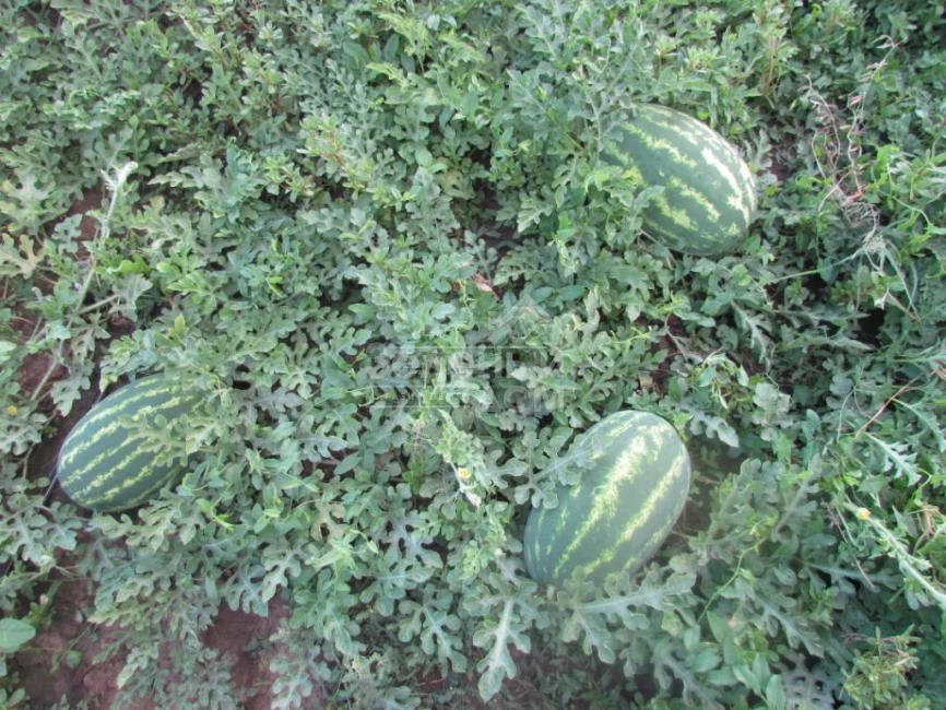 ЛС 1667 F1 / LS 1667 F1,62-65 дней фото 2