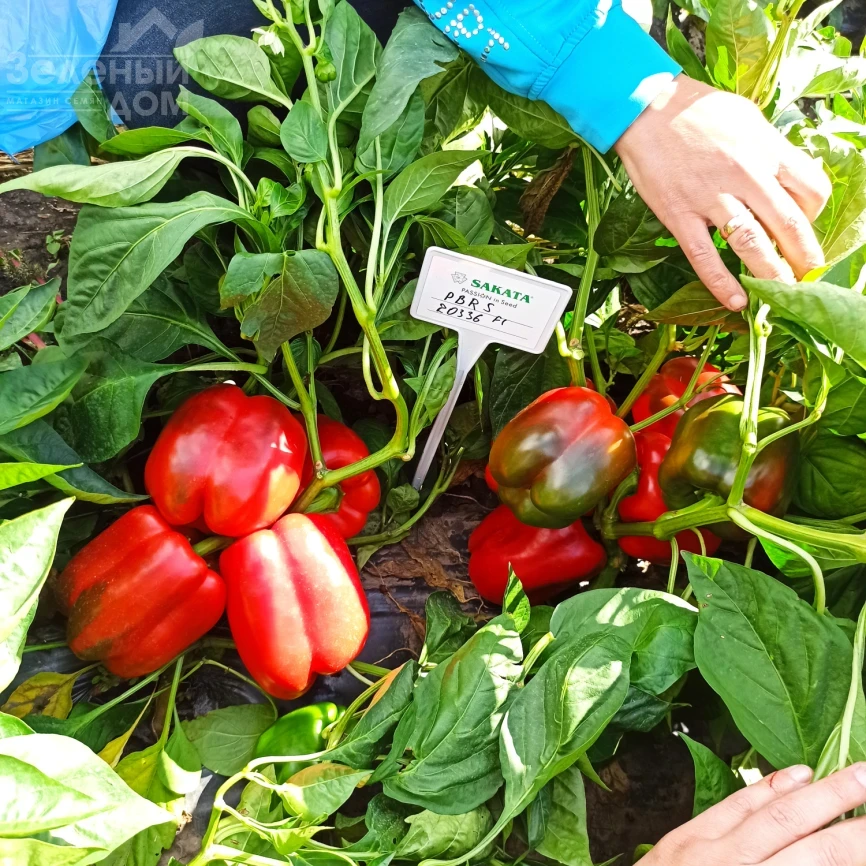 Брабус F1 (PBRS 20336) / Brabus F1  фото 3