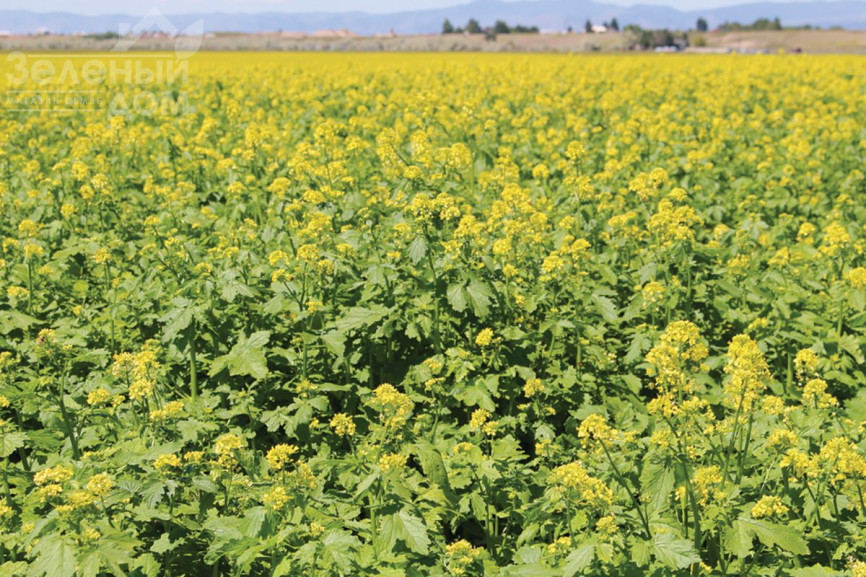 Гірчиця / Gorchitsa (біла/жовта) фото 2