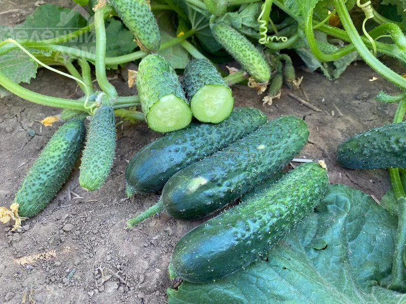 Рубинштейн F1 / Rubinstein F1 фото 3