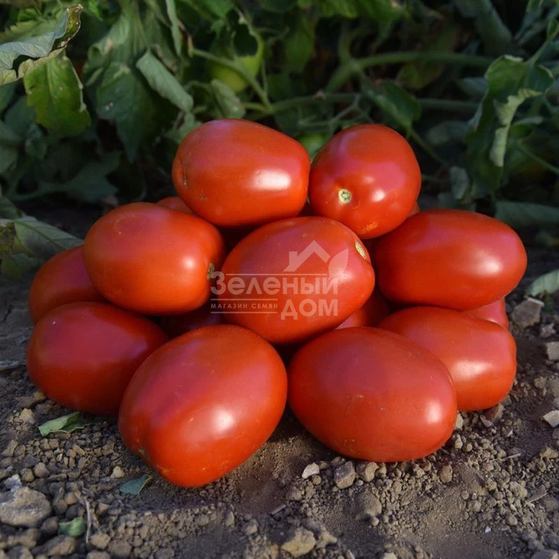 Оливенза F1 / Olivenza F1,120 дней фото 2