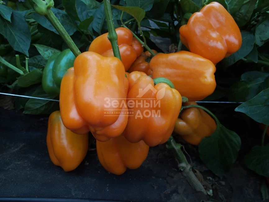 Кубиста F1 / Kubista F1 фото 2