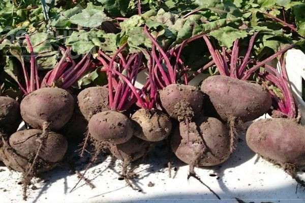 Водан F1 / Wodan F1,85-90 днів фото 3