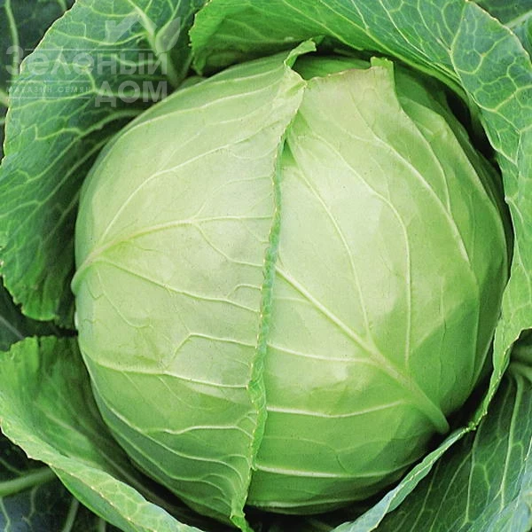 Слава / Slava фото 1