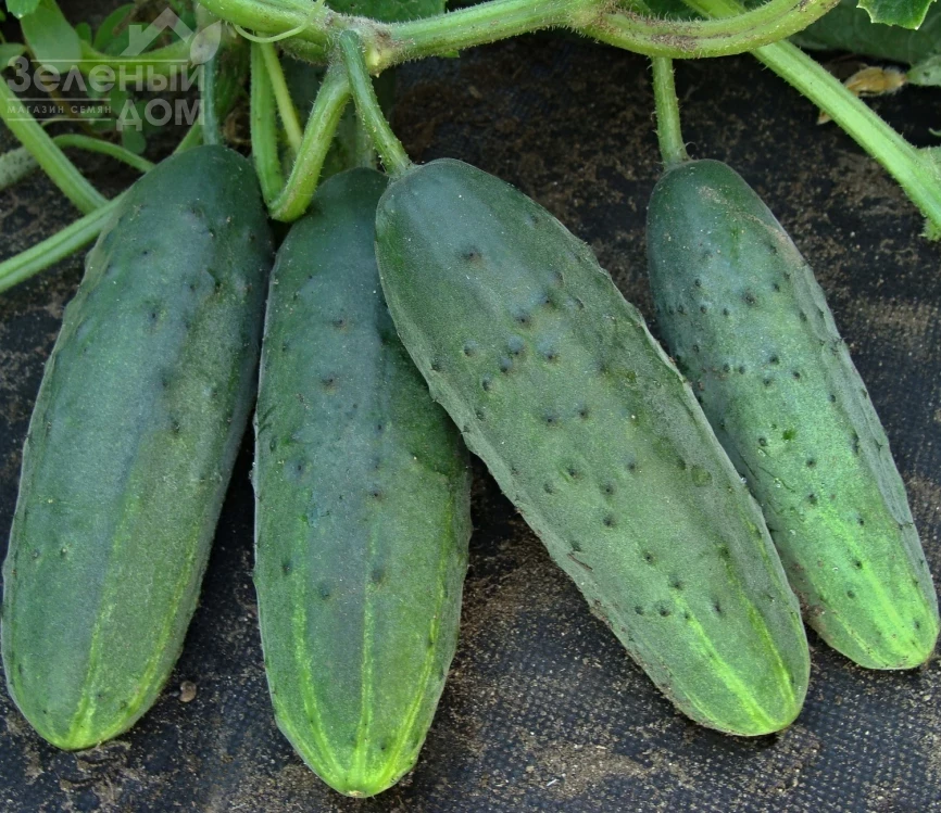 Валери F1 / Valery F1 фото 1