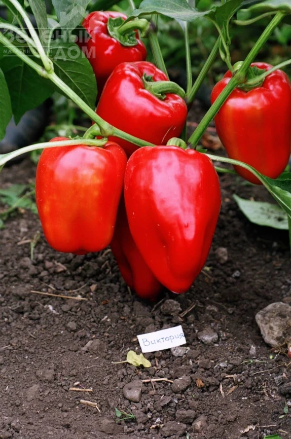 Виктория / Viktoria фото 1