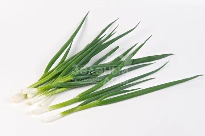 Йода F1 / Yoda F1 фото 2