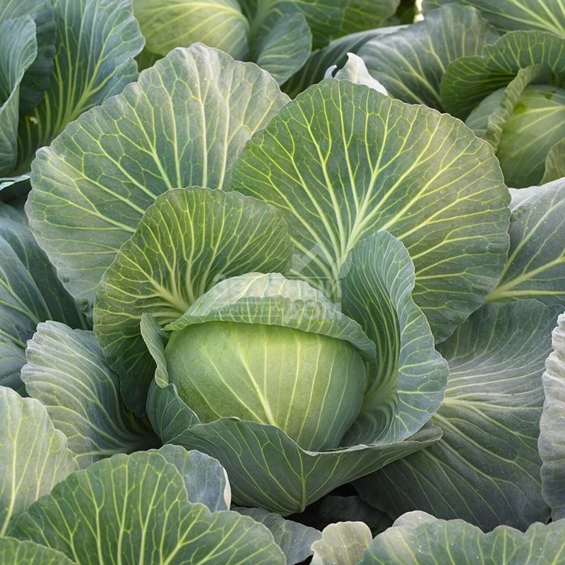 Киласис F1 / Kilasis F1 фото 1