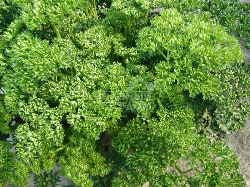 Фрисе (Робуст) / Frise (Robust),30-45 дней фото 4