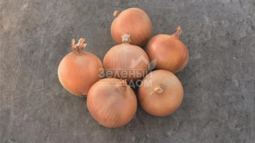 Брекстон F1 / Braxton F1,110 дней фото 1