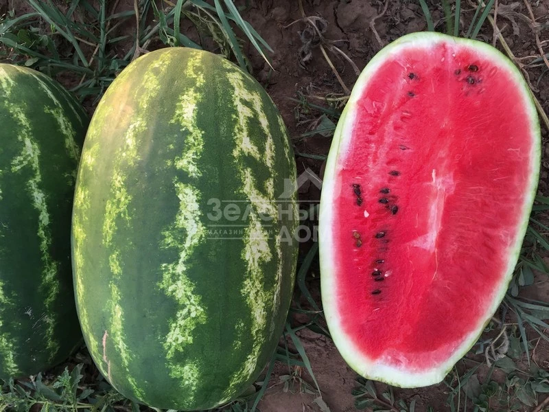 Реденза F1 / Redenza F1,60-62 дня фото 1