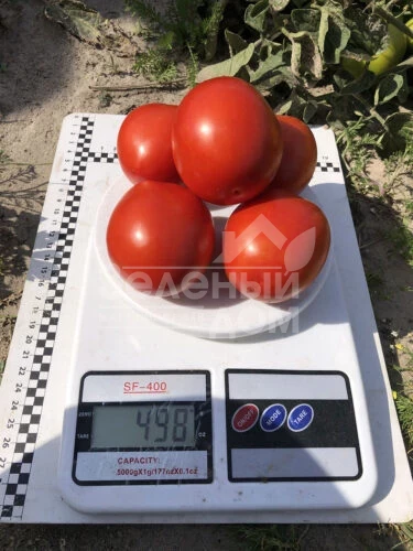 9969 F1 / 9969 F1, 105 дней фото 12