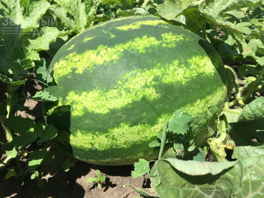 Біант (Шекер, Еркен) F1 / Biant F1,56-60 днів фото 1