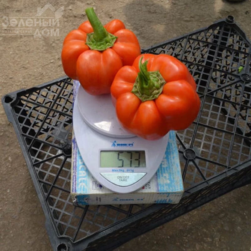 Оранж босс F1 / Orange boss F1, 55-60 дней фото 3