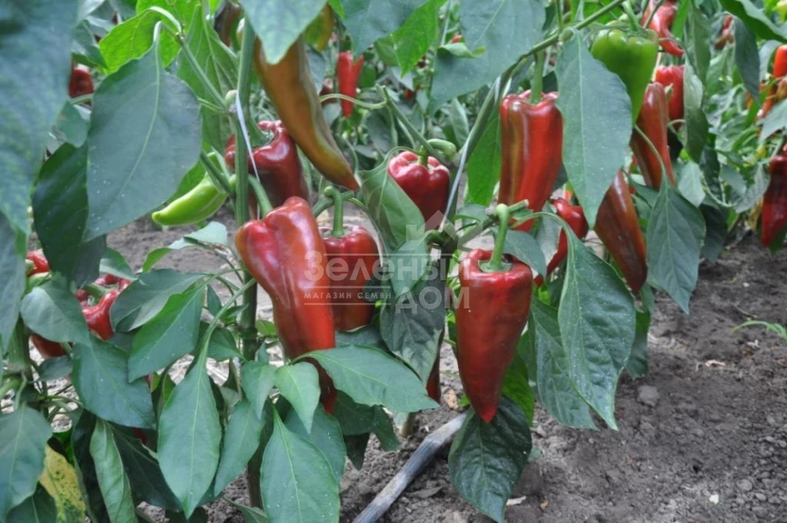 Супер Кап F1 / Super Cаp F1, 60-65 дней фото 1