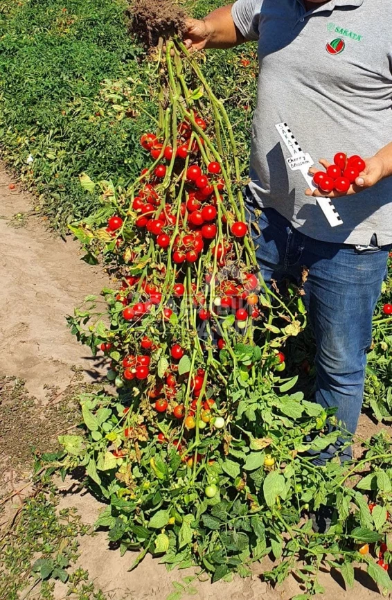 Чери Блоссом F1 / Cherry Blossom F1 фото 5