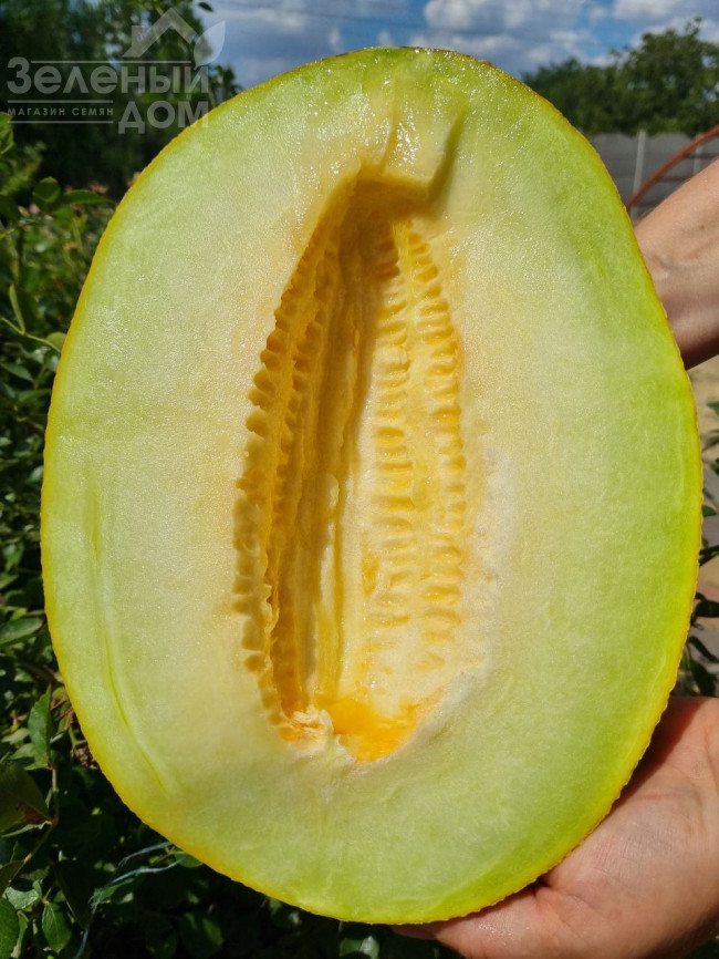 Мегарін F1 / Megarin F1 фото 2