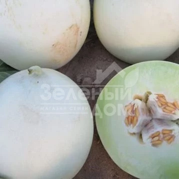 Анук (INX 1063) F1 / Anuk (INX 1063) F1,80-82 дней фото 1