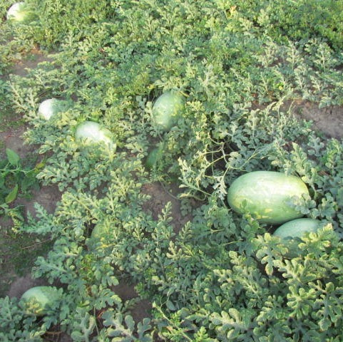 ЛС 1803 F1 / LS 1803 F1 фото 3