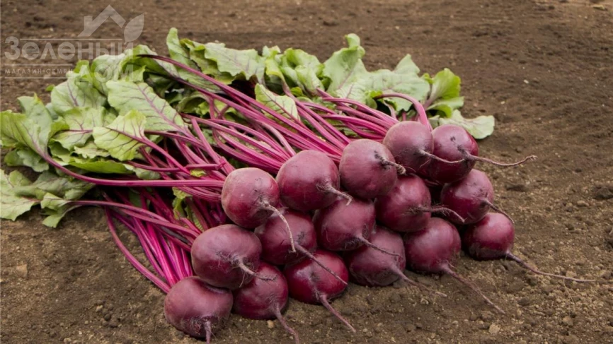 Бреско F1/ Bresco F1, 108 дней фото 2