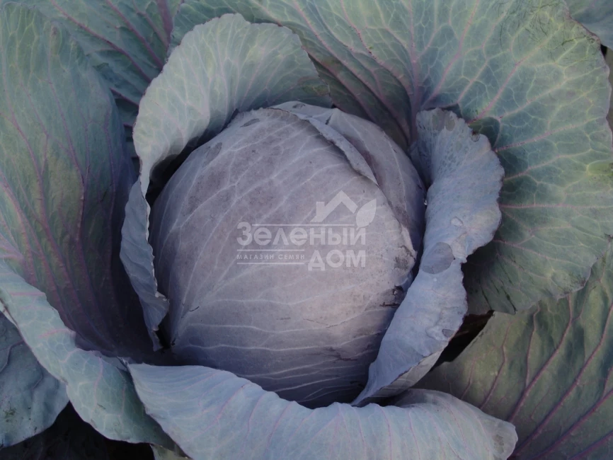 Поурова-красная / Pourova-red фото 1