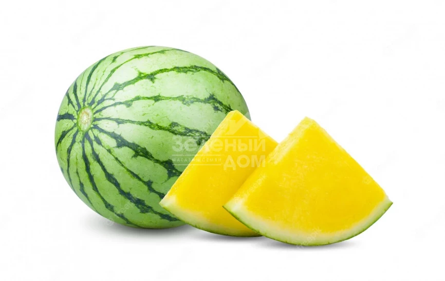 Нинфеа F1 / Ninfea F1 фото 2