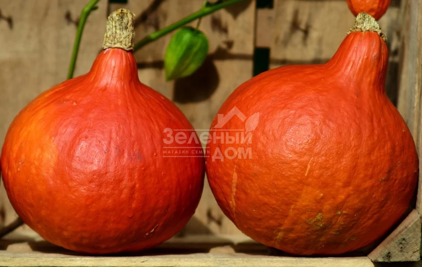 Хакайдо Оранжевый / Hokkaido Orange,80-90 дней фото 2