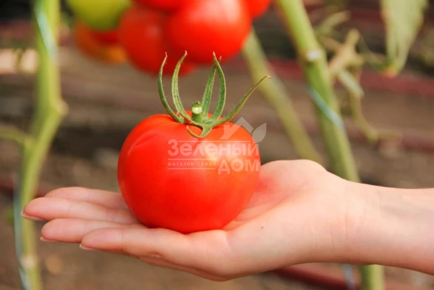 Реддер Булл F1 / Redder Bul F1 фото 1