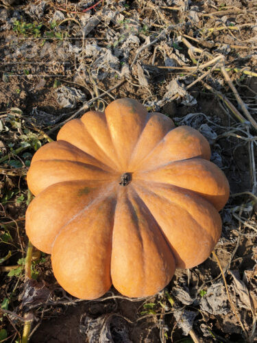 Вест / West фото 1