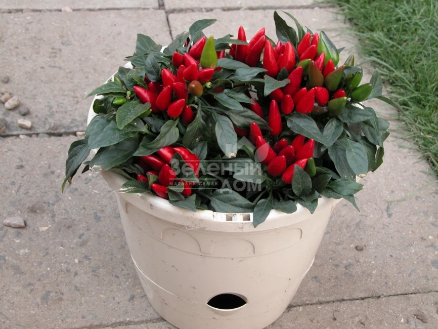 Ивона / Ivona фото 1