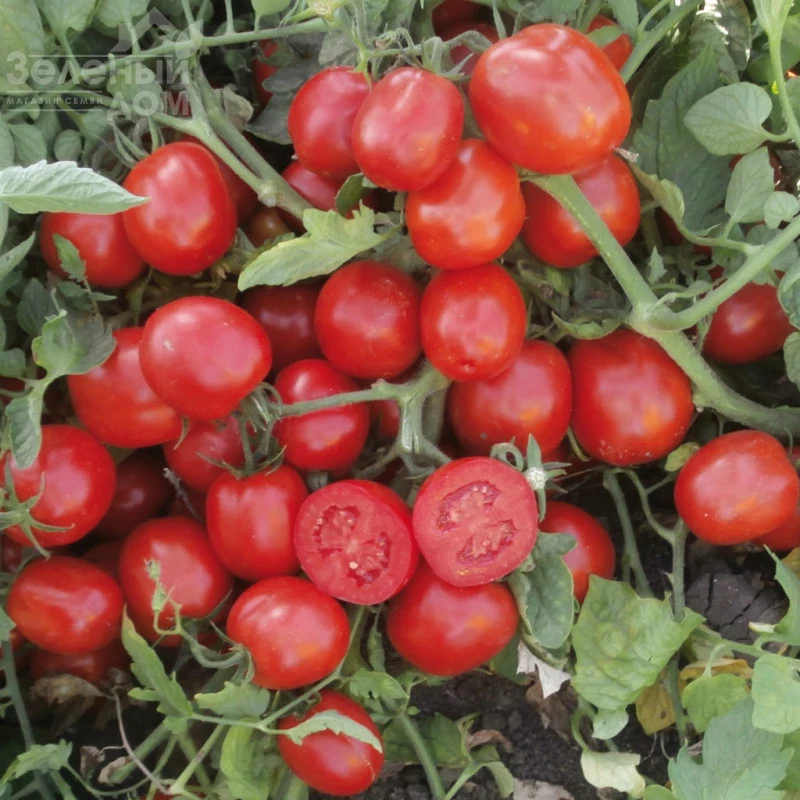 ЮГ 1122713 F1 / UG 1122713 F1,95дней  фото 1