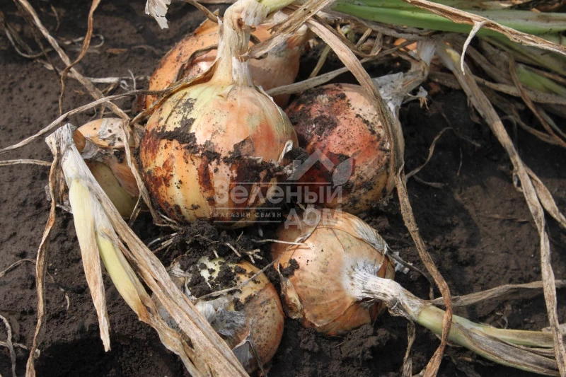 Титан F1 / Titan F1, 130-135 дней фото 1