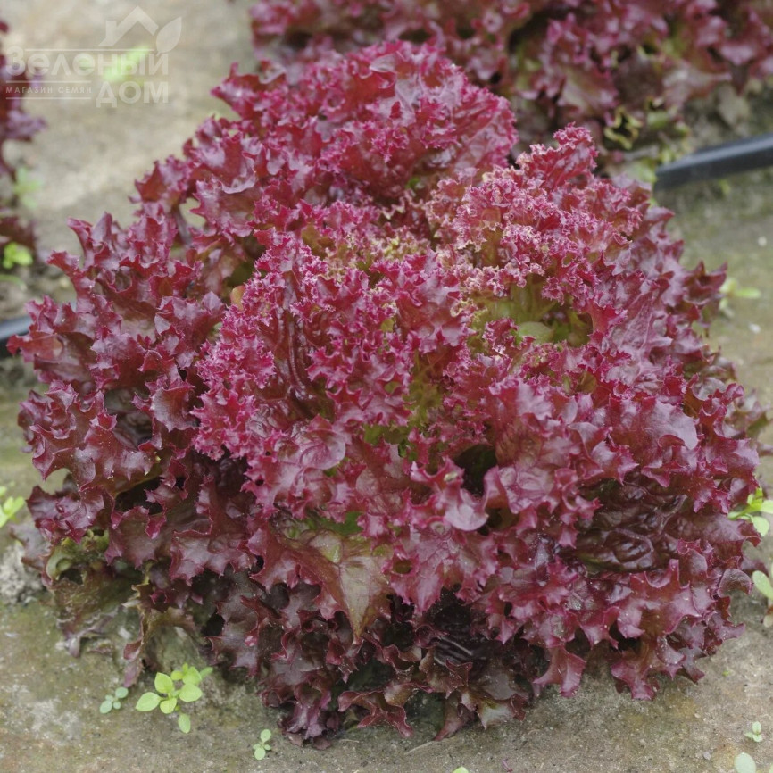 Кармінова / Karminova фото 1