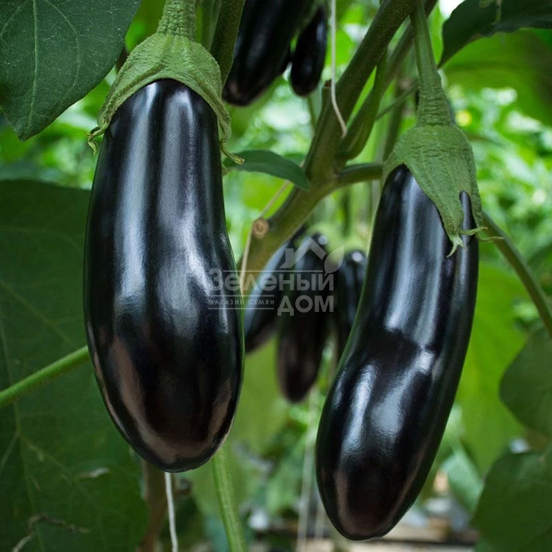 Анамур F1 / Anamur F1, 55 дней фото 1