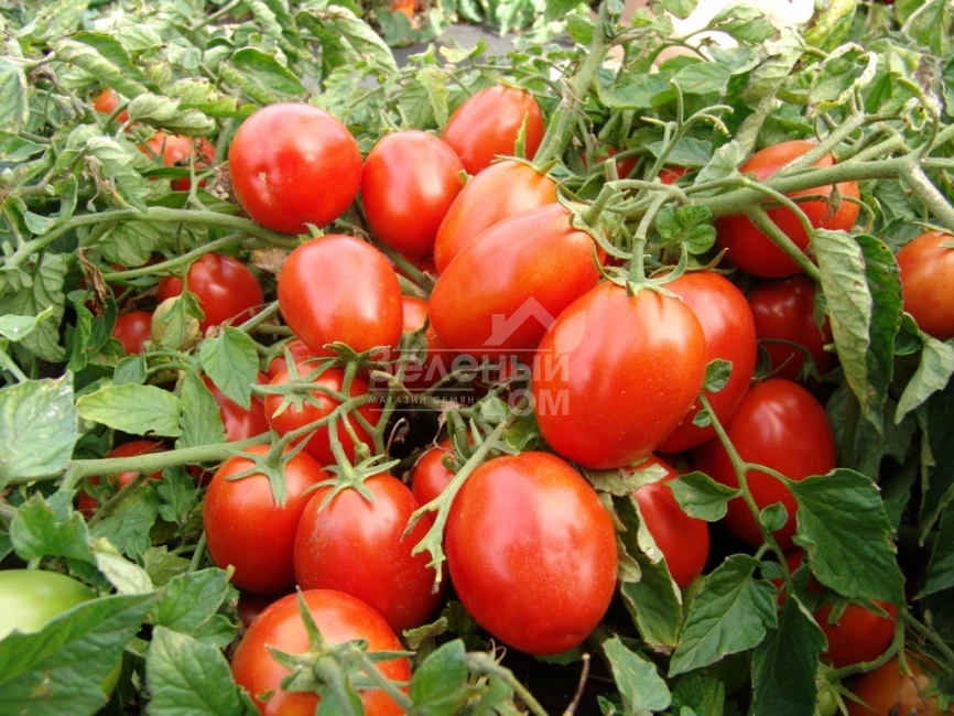 Терион / Terion фото 1