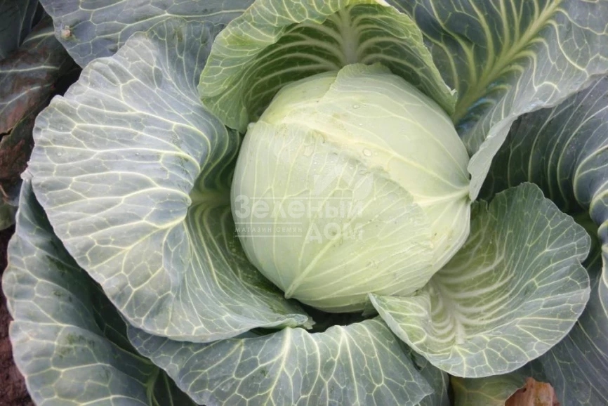 Виконт F1 / Vikont F1 фото 1