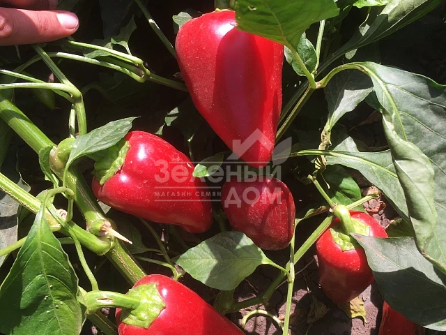 Кантатта F1 / Kantatta F1 фото 2