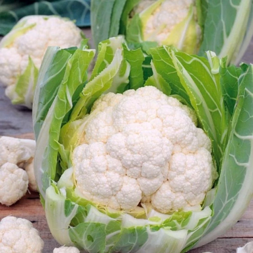 Лекану F1 / Lecanu F1,75-80 дней фото 2